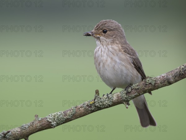 Spotted Flycatcher (Muscicapa striata) perched on a branch, Lower Saxony, Germany