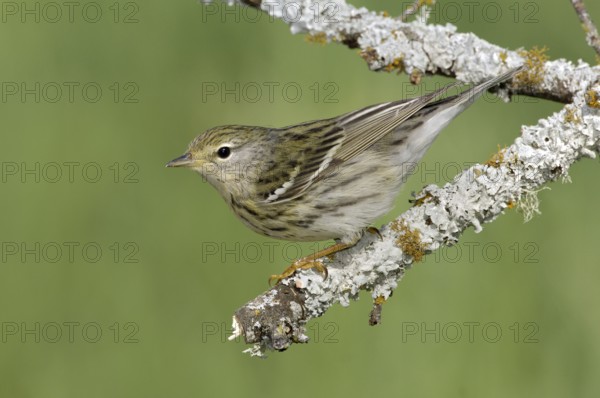 Blackpoll Warbler (Setophaga striata), Texas, USA