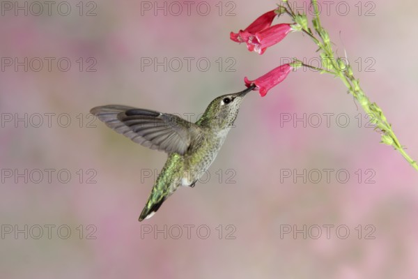 Anna's Hummingbird Calypte anna Huachuca Mountains, Cochise County, ARIZONA, United States 24 August Adult Female Trochilidae