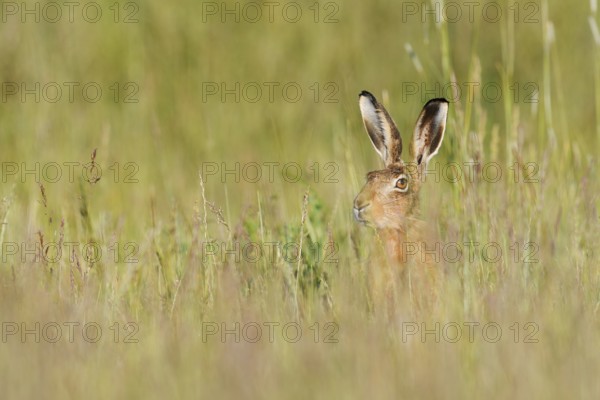European hare (Lepus europaeus), North Rhine-Westphalia, Germany