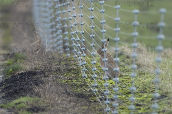 European brown hare (Lepus europaeus) behind a fence in a countryside field, England, United Kingdom