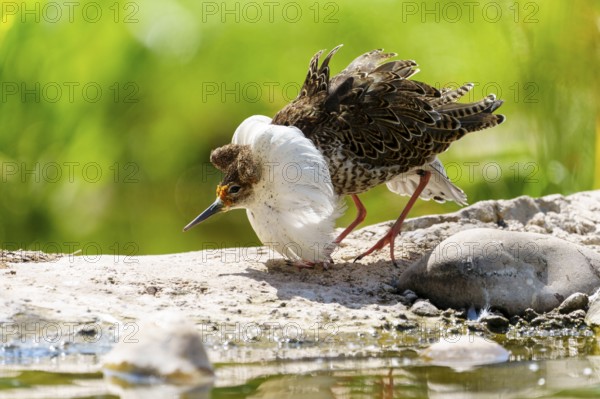A bird observing its surroundings by the water in a green landscape, ruff (Calidris pugnax, Syn.: Philomachus pugnax), courtship display, France