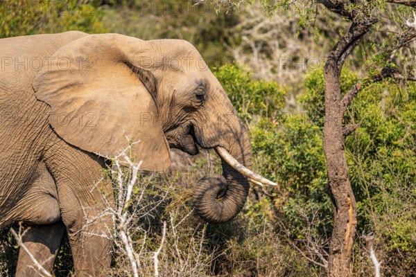 African elephant (Loxodonta africana), foraging among green bushes, Kruger National Park, South Africa