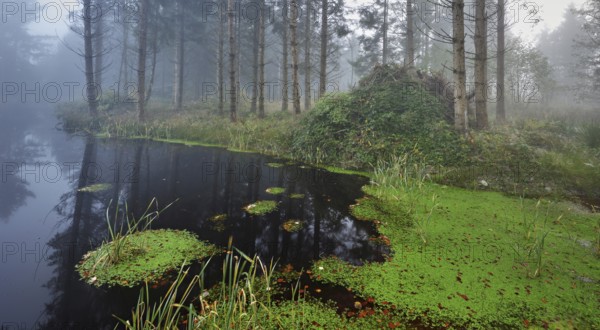 Ballmoos forest reserve, raised bog in the fog, Lieliwald, Lindenberg, Horben, Canton Lucerne, Switzerland