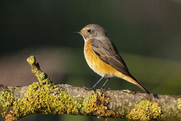 Redstart (Phoenicurus phoenicurus) Germany