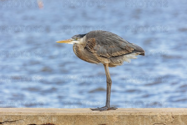 Great blue heron perched on a sea wall in Florida, USA