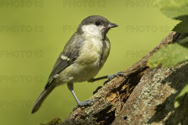 Great Tit (Parus major) juvenile, Rhineland-Palatinate, Germany