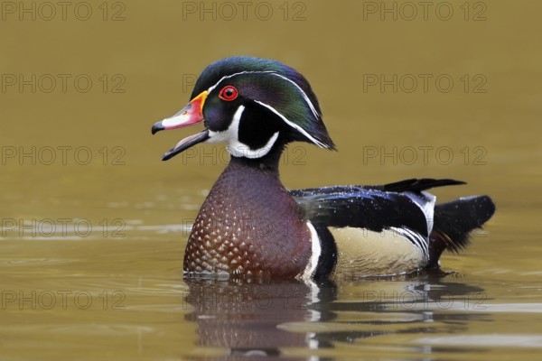 Wood Duck (Aix sponsa) male, British Columbia, Canada