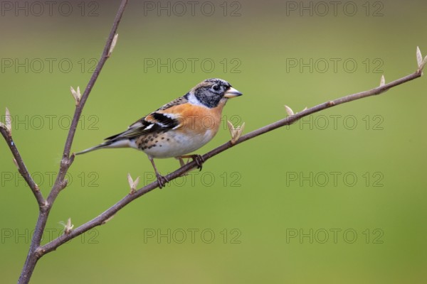 Brambling (Fringilla montifringilla) male, Brandenburg, Germany