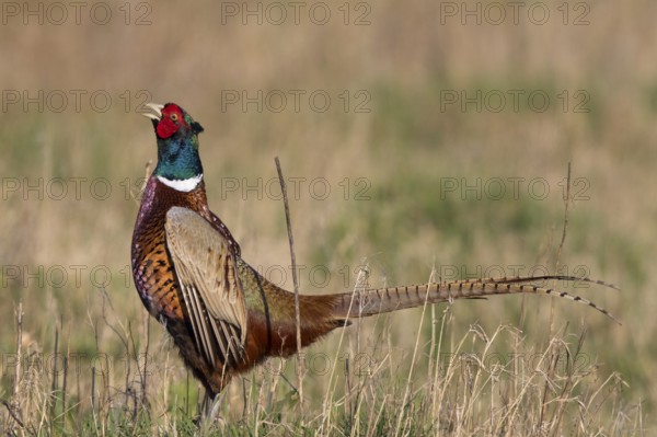 Common Pheasant (Phasianus colchicus) male calling, Netherlands