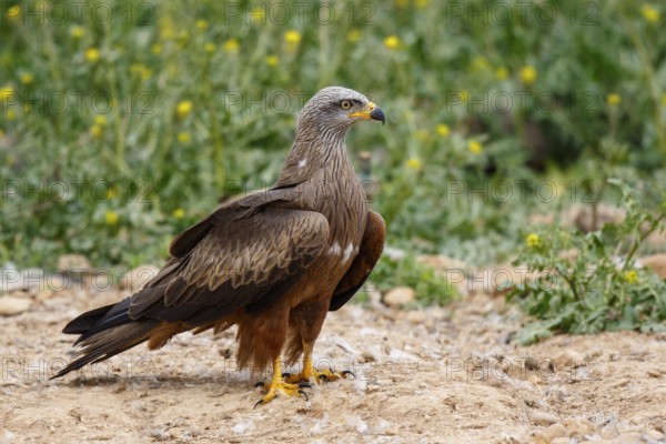 Black Kite (Milvus migrans), Spain