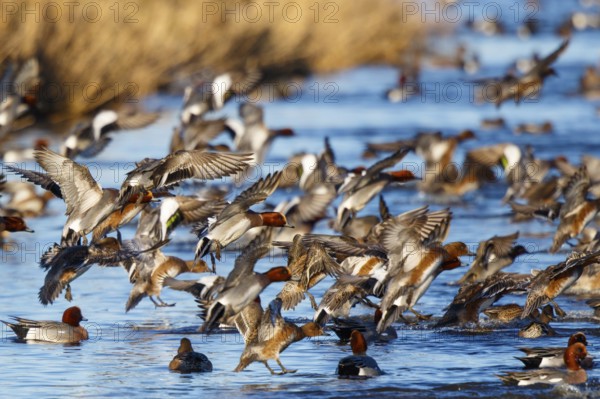 Eurasian Wigeon (Mareca penelope) group taking flight, Netherlands