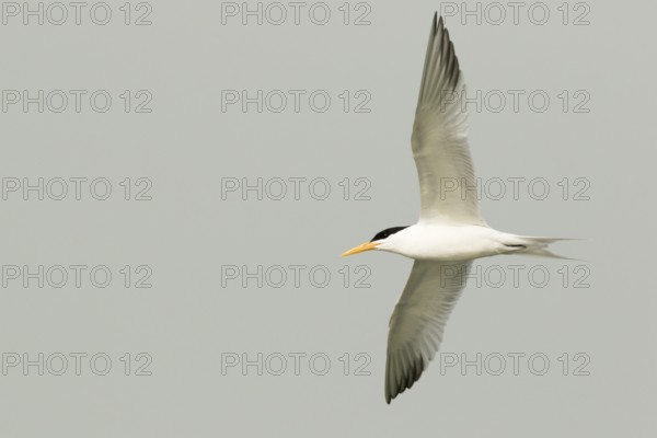Lesser Crested Tern (Thalasseus bengalensis) flying, Gambia