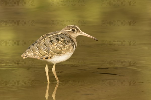 Greater Painted-snipe (Rostratula benghalensis), Gambia
