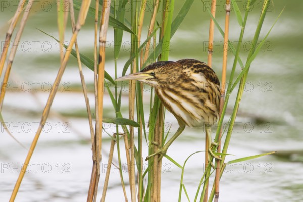 Little Bittern (Ixobrychus minutus) juvenile foraging, Thuringia, Germany