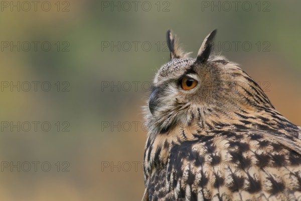 Eurasian Eagle-Owl (Bubo bubo) captive, Schwyz, Switzerland