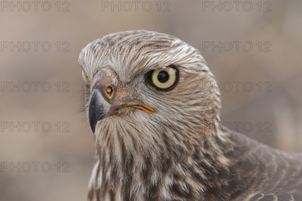 Pale Chanting Goshawk (Melierax canorus) juvenile, Northern Cape, South Africa
