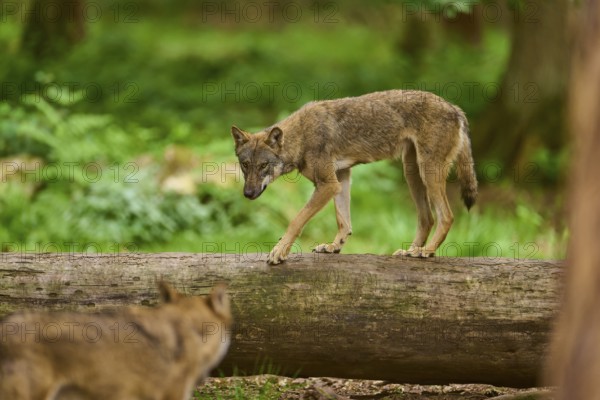 Wolf (Canis lupus), a wolf balancing on a tree trunk and looking at another wolf in the foreground, Germany