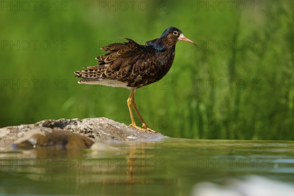 Bird at the water on a stone in front of a green background, ruff (Calidris pugnax), male, spring, France