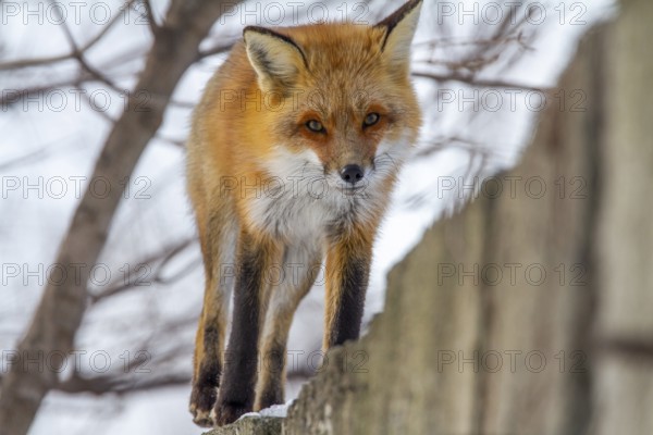 Red fox (Vulpes vulpes), Fox walking on a high fence, Province of Quebec, Canada, North America