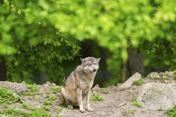 Eastern wolf (Canis lupus lycaon) sitting on a little hill, Bavaria, Germany