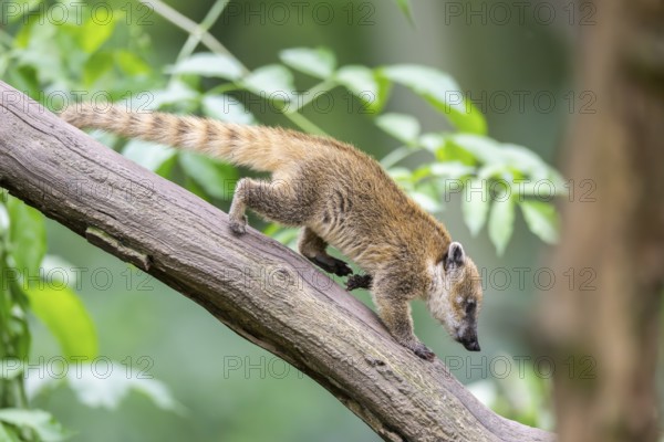 South American coati (Nasua nasua) youngster klimbing a little tree, captive, Zoo Augsburg