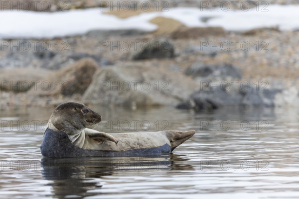Harbour seal (Phoca vitulina) lying on a stone in the water, Mammals (Mammalia), Smeerenburgbreen, Spitsbergen, Svalbard