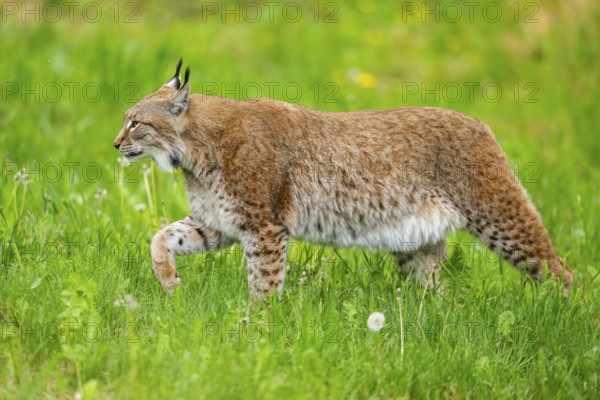 Eurasian lynx (Lynx lynx) walking in the grass, Bavaria, Germany