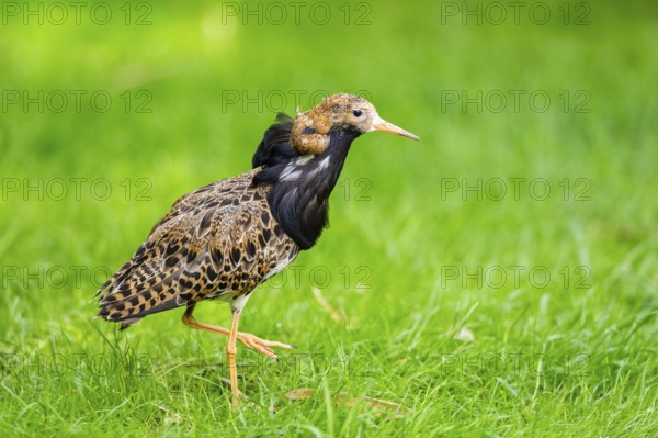 Ruff (Calidris pugnax) male standing on a meadow, captive, Zoo Augsburg, Germany