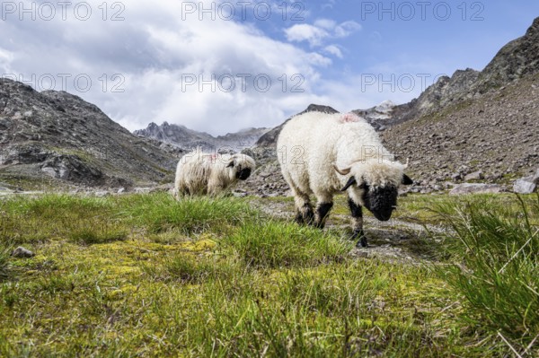 Two Valais Blacknose sheep (Ovis gmelini aries), high alpine mountain valley, Obere Senner Egete, Stubai Alps, near Ridnaun, South Tyrol, Italy