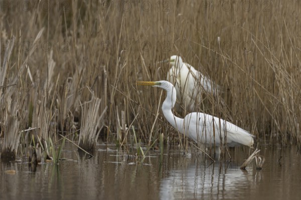 Great white egret (Ardea alba) adult bird in water on the edge of a reedbed calling to another bird, England, United Kingdom