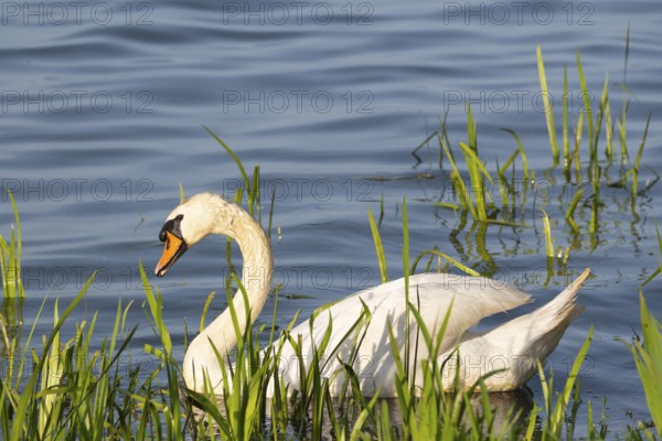 A Mute Swan (Cygnus olor) swimming on the shore of the Steinhuder Meer, animal photo, bird, bird species, nature photo, wildlife, fauna, Hagenburg, Lower Saxony, Germany