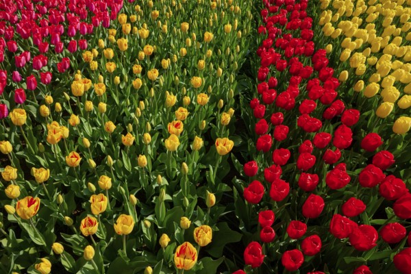 A magnificent bed of yellow and red tulips in a spring garden. The colours radiate in the sunlight, Keukenhof, Lisse, province of South Holland, Netherlands