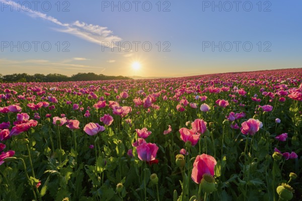 Opium poppy (Papaver somniferum), pink poppies in the golden light of the rising sun, summer, Germerode, Geo nature park Park Frau-Holle-Land, Hoher Meissner, Hesse, Germany