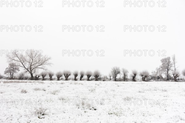 Old gnarled pollarded trees, pollarded willows in the snow on the Lower Rhine, on the left bank of the Rhine between Düsseldorf and Meerbusch, Ilvericher Altrheinschlinge, native nature, landscapes in the snow, rare weather conditions in the Rhineland, Lower Rhine, Meerbusch, North Rhine-Westphalia, Germany, Western Europe