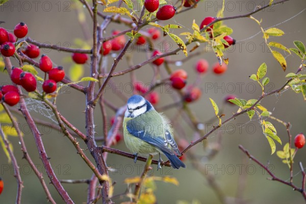 Blue tit (Parus caeruleus) Germany