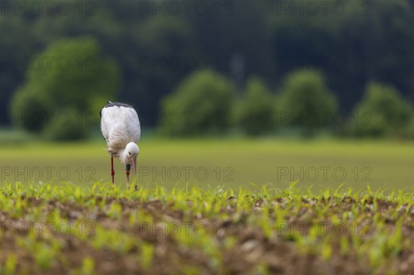 White stork (Ciconia ciconia), eating worm, farmland, Göggingen, Sigmaringen district, Baden-Württemberg, Germany