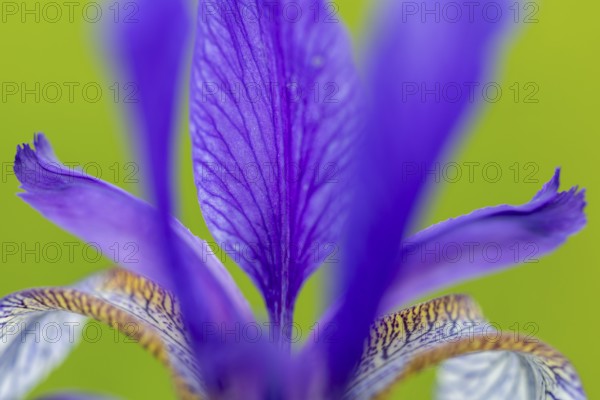 Siberian iris (Iris sibirica), Iris family (Iridaceae), Eriskircher Ried, Baden-Württemberg, Baden-Württemberg, Germany