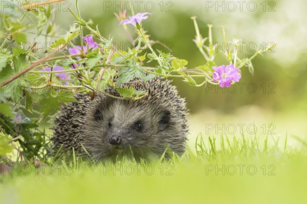 European hedgehog (Erinaceus europaeus) adult animal on a grass lawn under a flowering geranium plant in an urban garden, England, United Kingdom