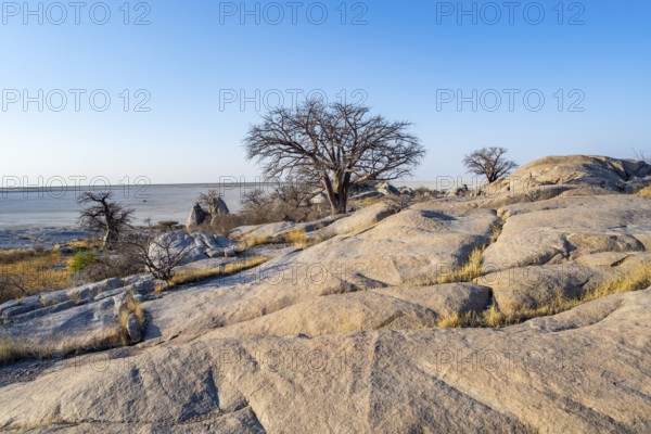 African baobab or baobab tree (Adansonia digitata), several trees overlooking the salt pan in the evening light, Kubu Island (Lekubu), Sowa Pan, Makgadikgadi salt pans, Botswana