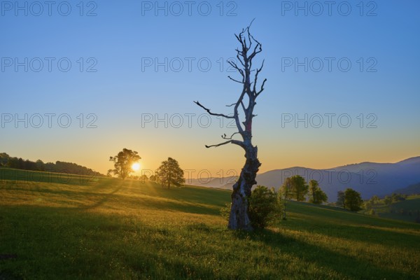 A withered tree stands in a meadow at sunrise, long shadows stretch out, spring, Schauinsland, Freiburg im Breisgau, Black Forest, Baden-Württemberg, Germany