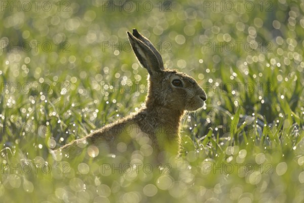 European hare (Lepus europaeus) sitting in a field in the early morning light, dewdrops glisten and sparkle in the backlight, small game, threatened by the hare plague, native nature on the Lower Rhine, Rhineland, North Rhine-Westphalia, Germany, Western Europe