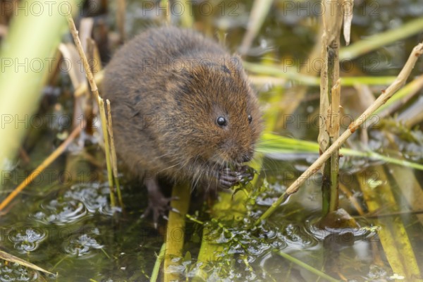 Water vole (Arvicola amphibius) adult rodent animal feeding on pond weed in a reedbed in summer, Suffolk, England, United Kingdom