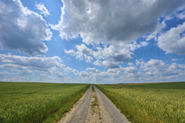 A gravel path leads through a wide wheat field under a sky with dramatic clouds, summer, Retzstadt, Main Spessart district, Bavaria, Germany