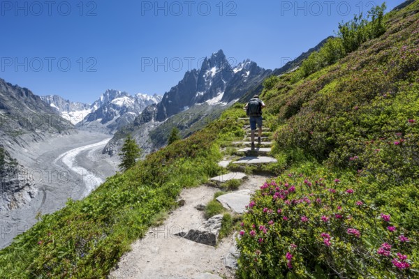 Picturesque mountain landscape with blooming alpine roses, imposing mountain peaks and glaciers, mountaineers on a hiking trail, Grand Balcon Nord, glacier tongue Mer de Glace, behind Grandes Jorasses, Mont Blanc massif, Montenvers, Chamonix, Haute-Savoie, France