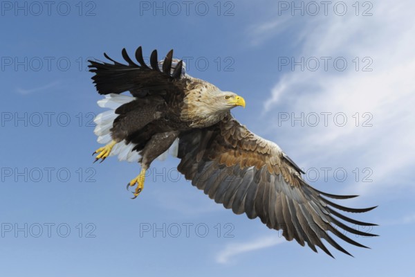 White-tailed Eagle, Sea Eagle (Haliaeetus albicilla) impressive adult, in flight against blue sky, hunting, just before grabbing for prey, Europe, wildlife, native nature, animal world, Germany, Europe