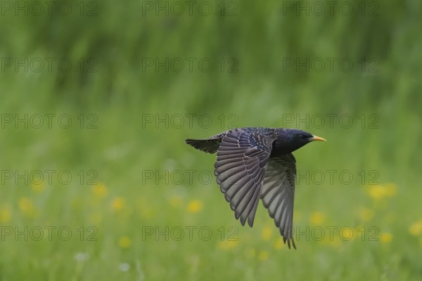 A starling (Sturnus vulgaris) flies over a green meadow, yellow flowers in the background, Hesse, Germany
