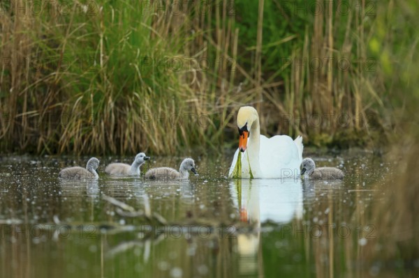 A swan with its chicks swimming in a pond, surrounded by green nature, Mute Swan, (cygnus olor), wildlife, Germany