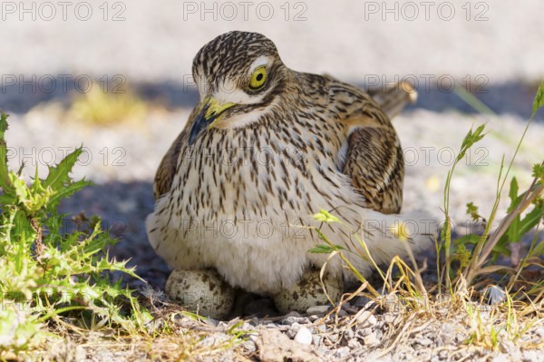 Bird sitting protectively on eggs on dry ground, Stone Curlew (Burhinus oedicnemus), France