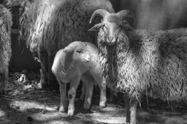 Forest sheep (Ovis aries) with lamb, game park, Bavaria, Germany